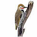 Common Flicker